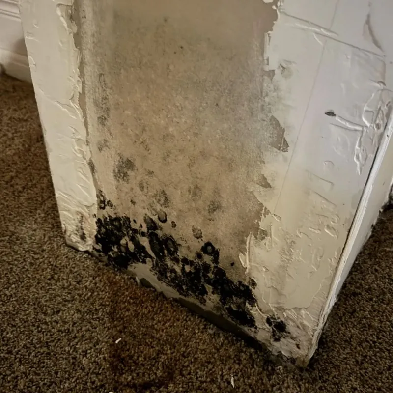 Professional Mold Removal in Croswell, MI
